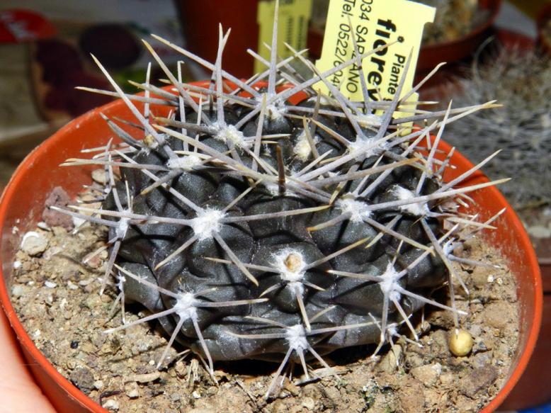 Gymnocalycium brachypetalum P 101