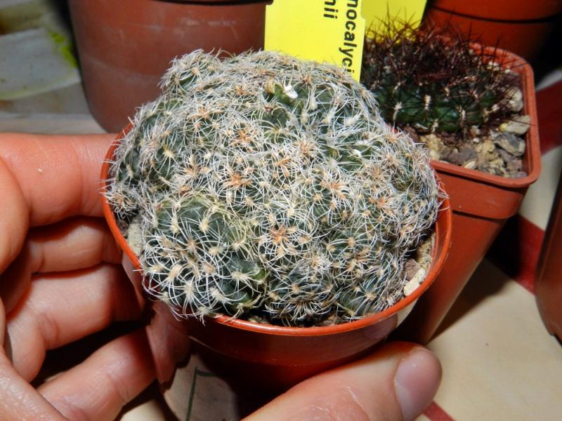 Gymnocalycium bruchii