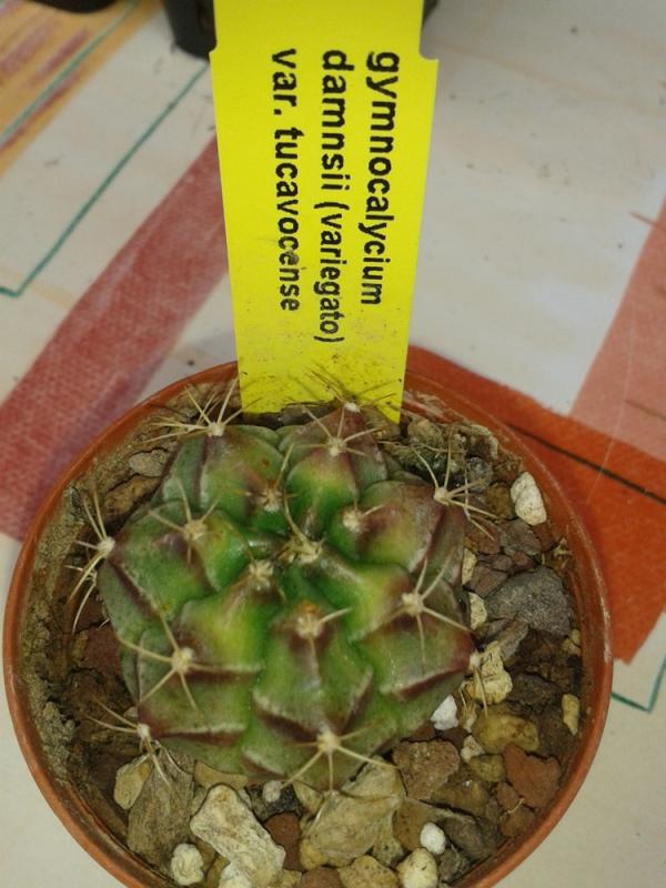 Gymnocalycium damnsii (variegato) var. tucavocense