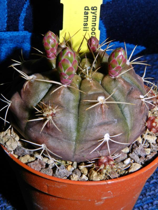 Gymnocalycium damsii