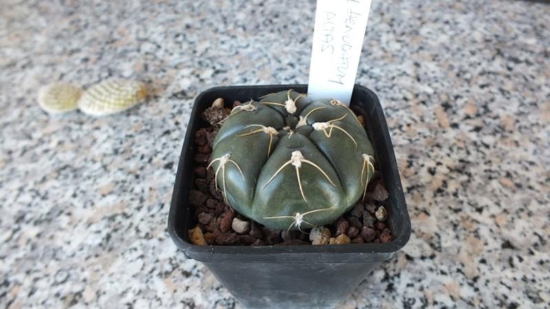 Gymnocalycium Denudatum