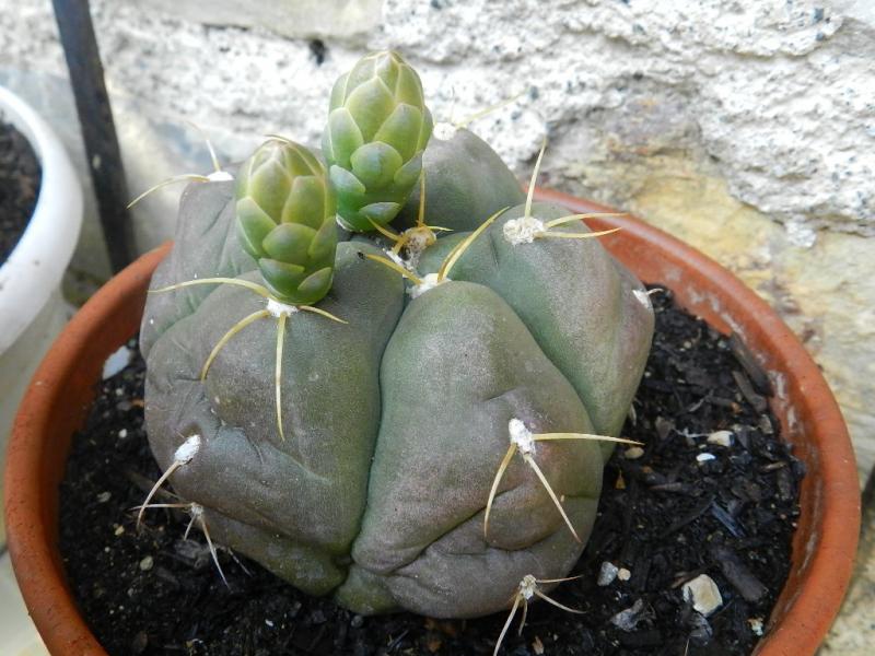 Gymnocalycium horstii