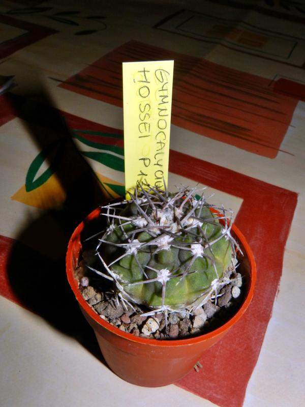 Gymnocalycium hossei P139