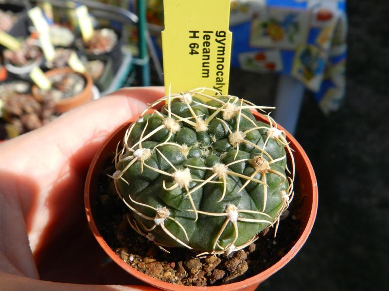 Gymnocalycium leeanum H 64