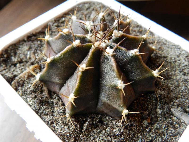 Gymnocalycium mihanovichii  stenopleurum