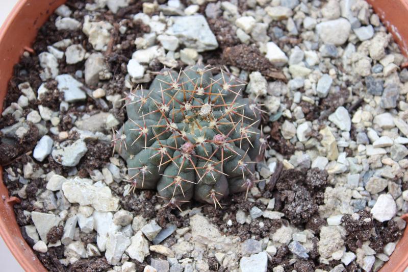 gymnocalycium quehlianum