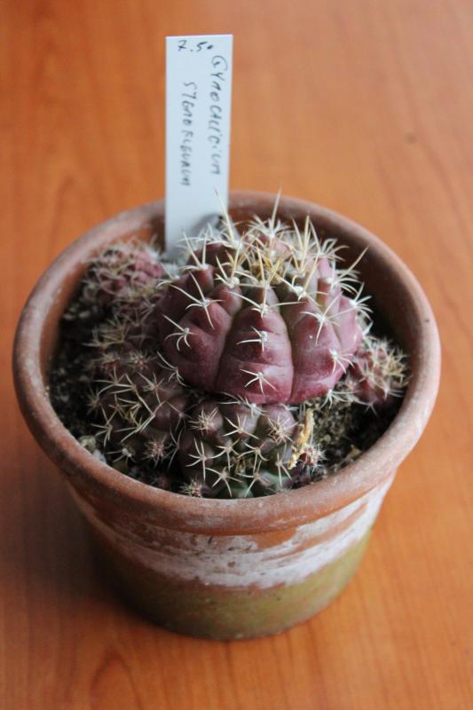 Gymnocalycium rosso
