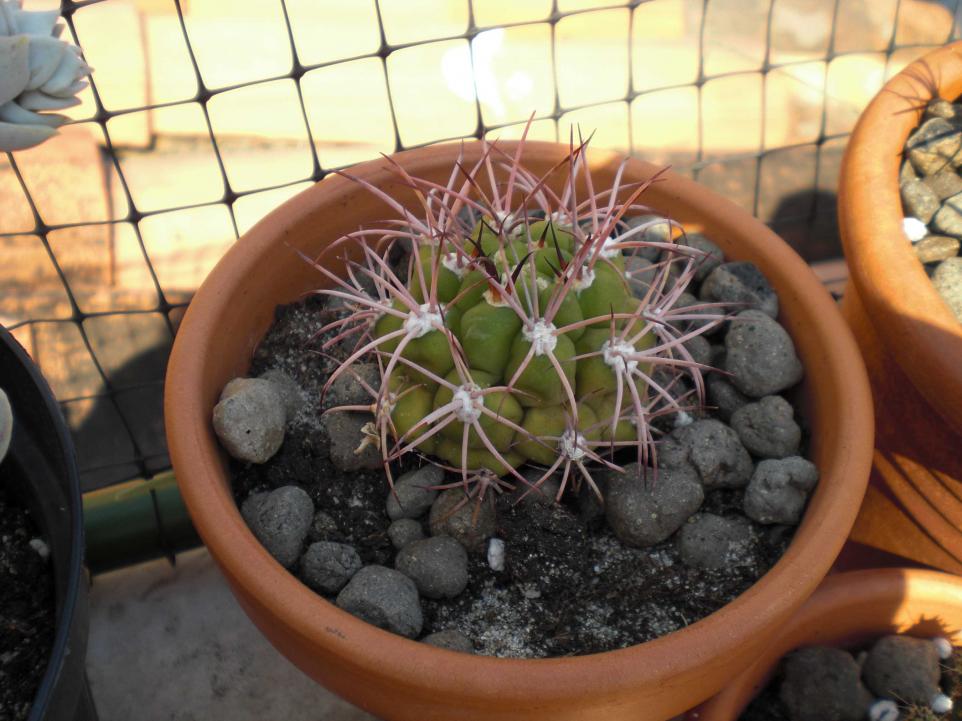 Gymnocalycium saglionis