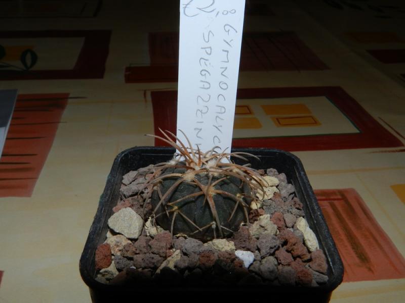 Gymnocalycium spegazzini