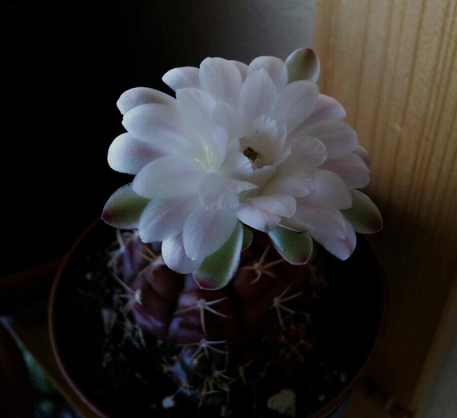 Gymnocalycium