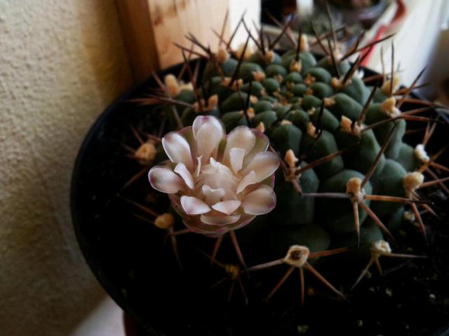 Gymnocalycium