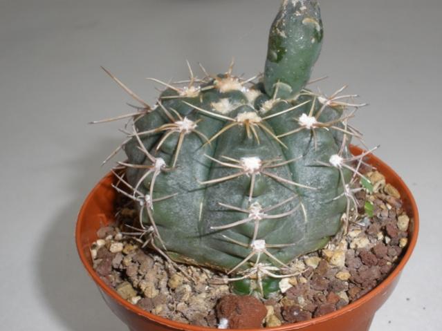 Gymnocalycium