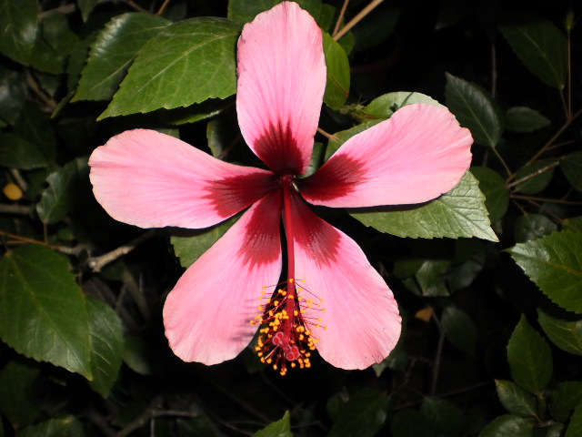 h. rosa sinensis