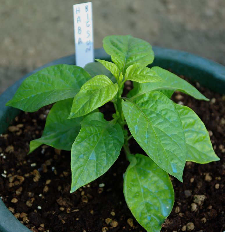 Habanero Big Sun