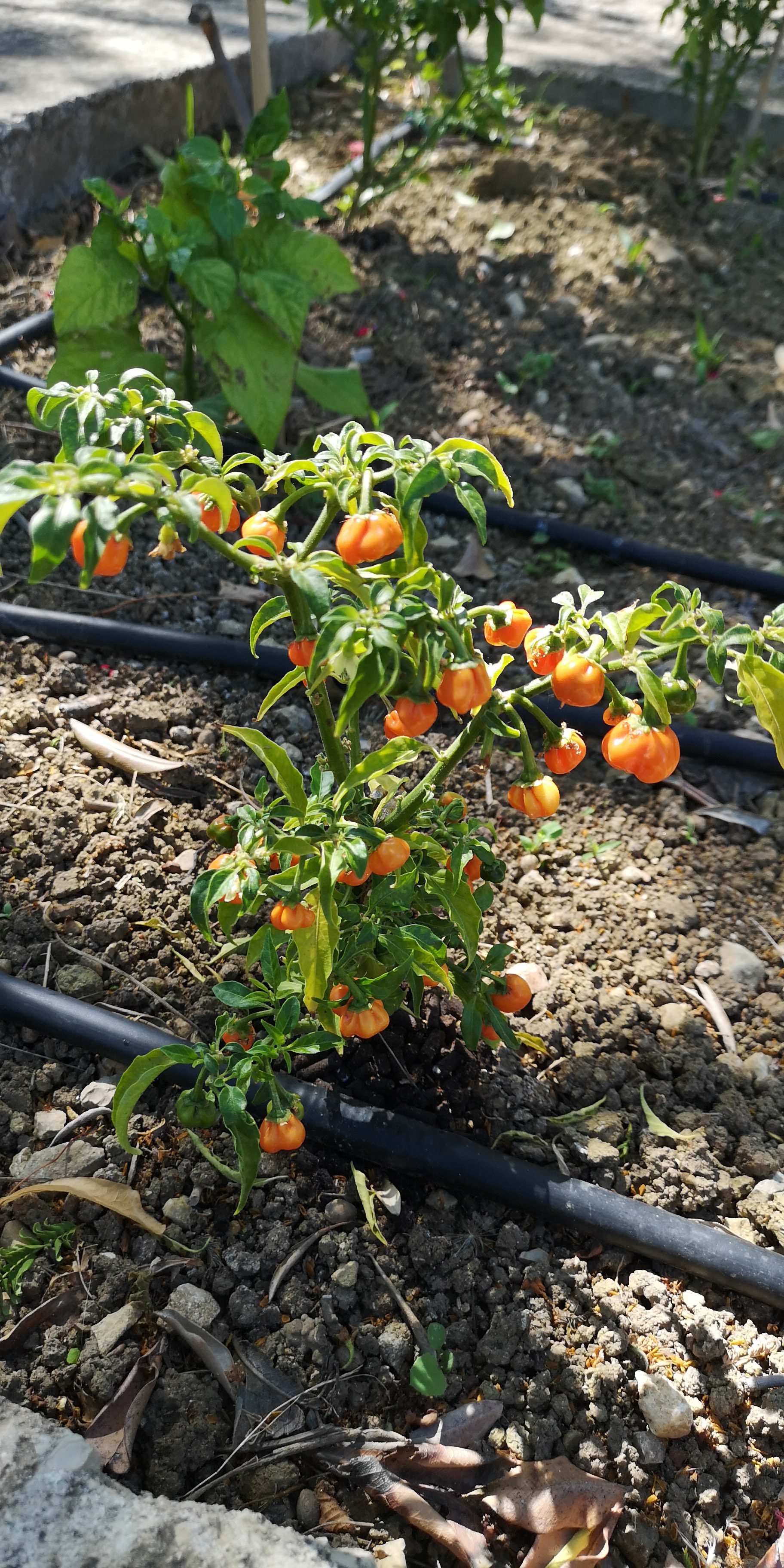 Habanero Orange