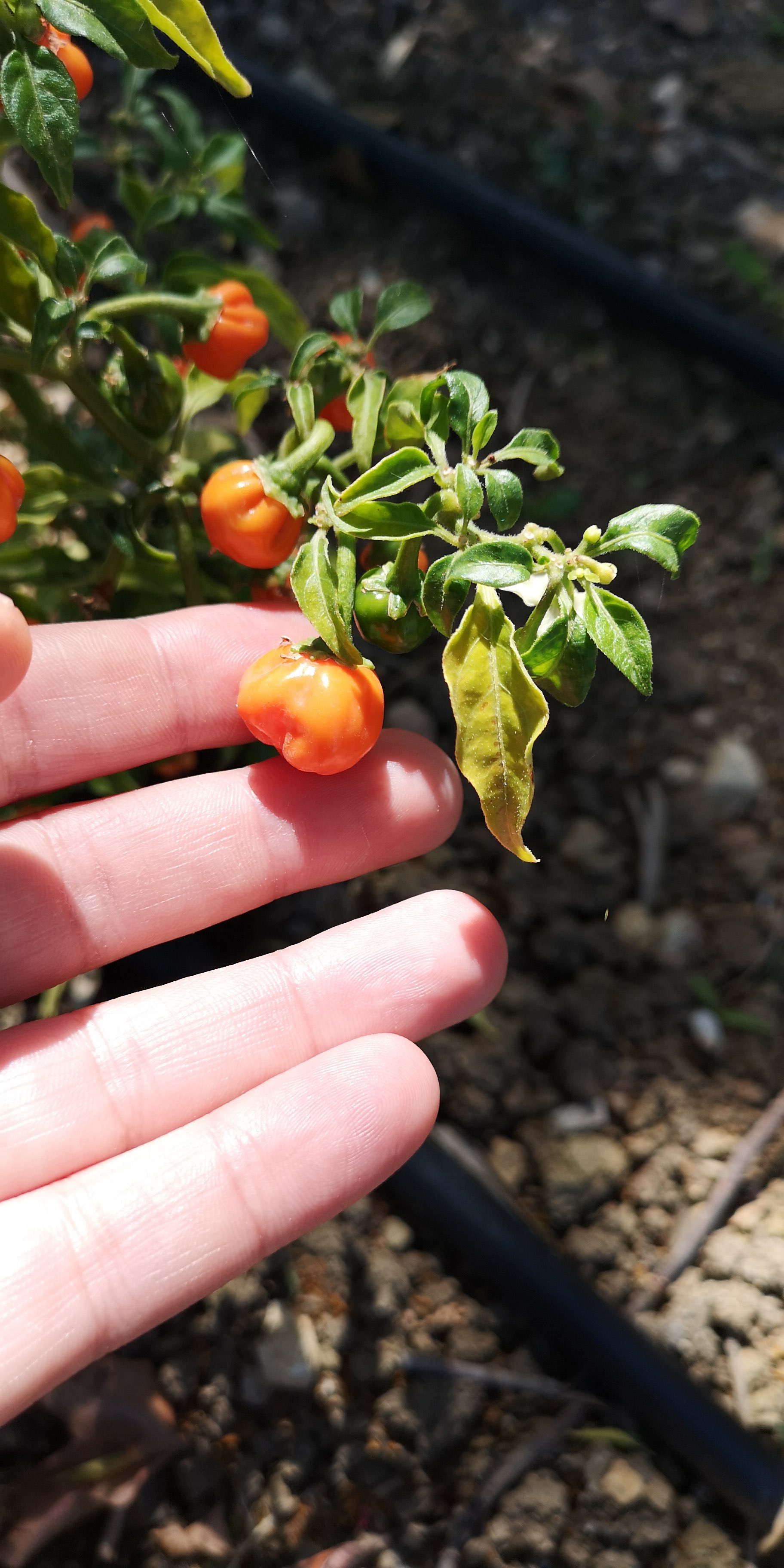 Habanero Orange