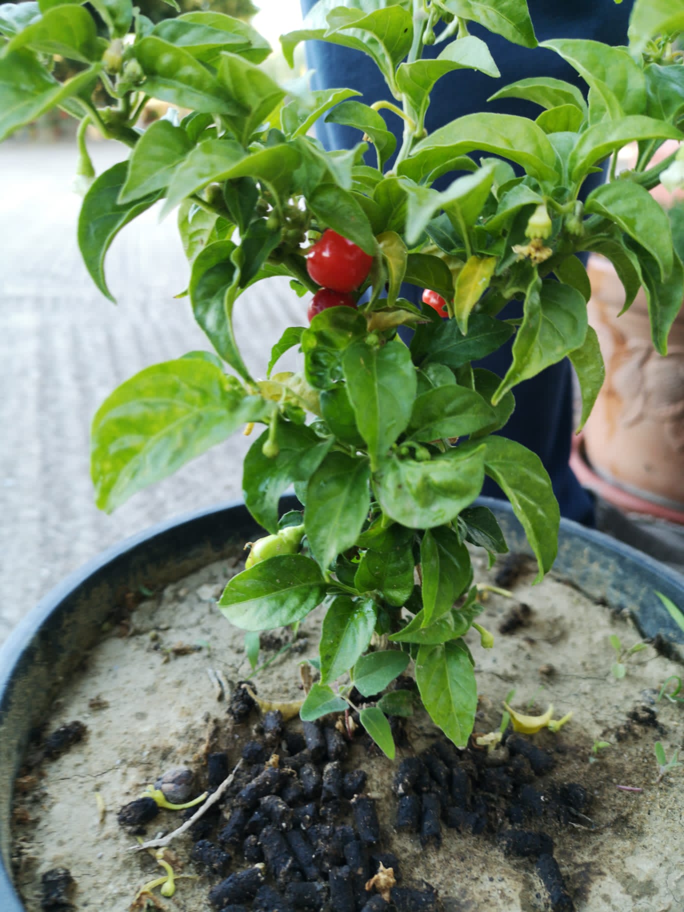Habanero Red
