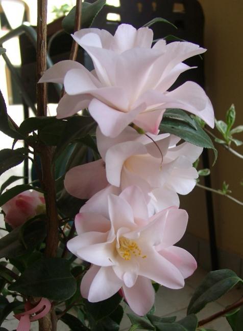 Hagoromo 2012, ultimi fiori più rosati
