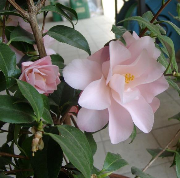 Hagoromo 2012, ultimi fiori più rosati