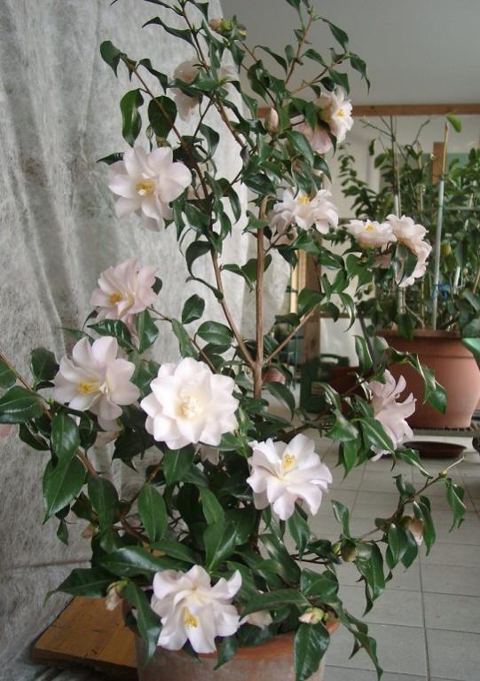 Hagoromo2013