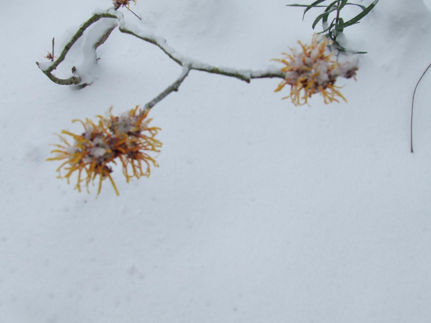 Hamamelis