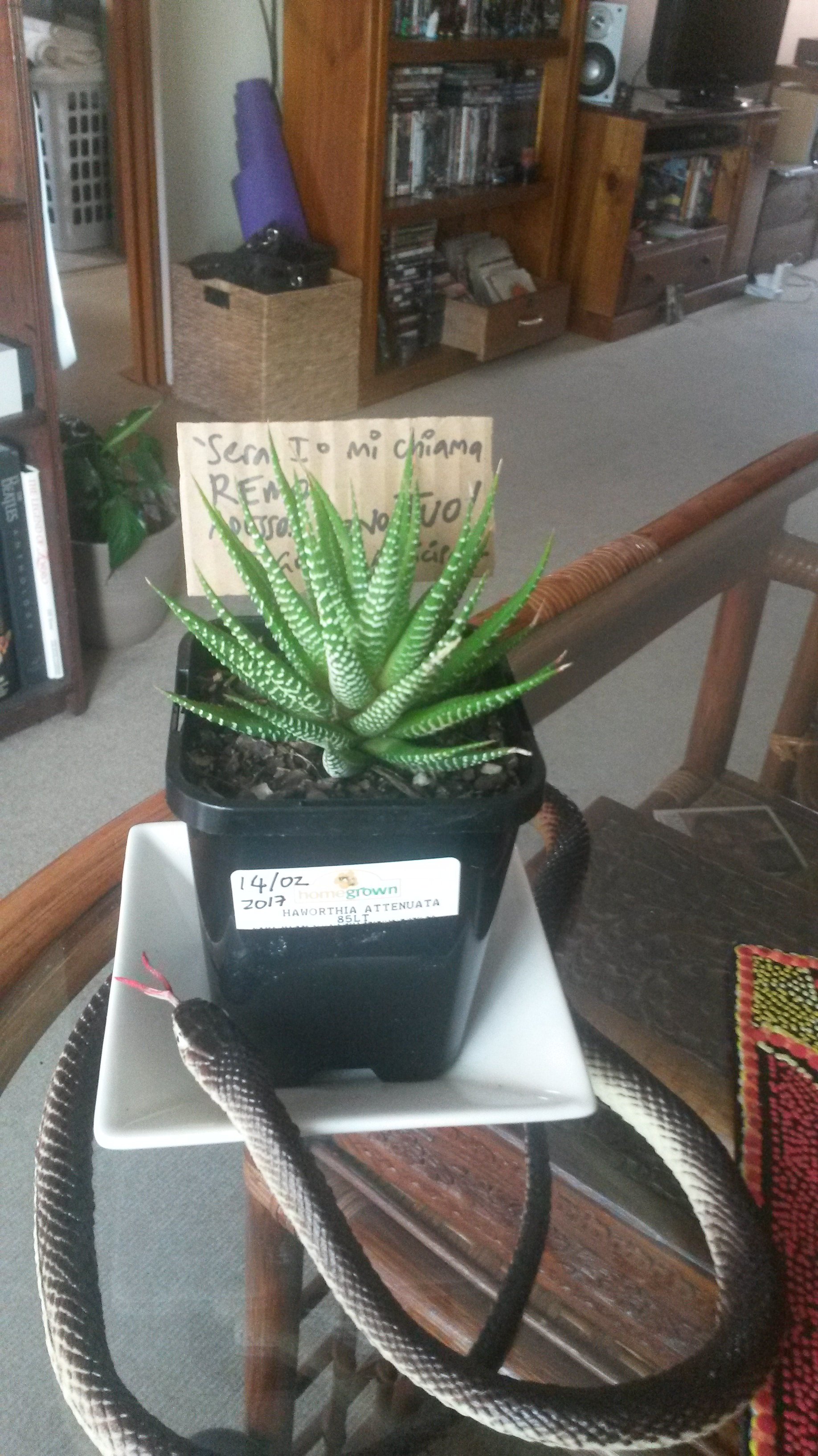 Haworthia Attenuata - Febbraio 2017