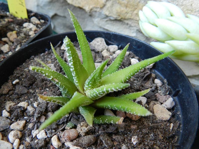 Haworthia attenuata