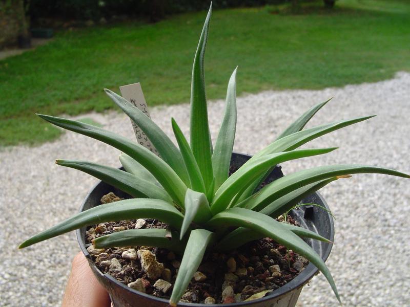 Haworthia blackburniae var. derustensis

temperatura minima sopportata: +10°C

esposizione: all'esterno in estate in posizione luminosa evitando i