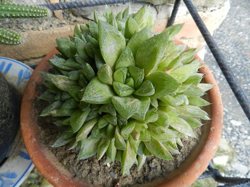 Haworthia cuspidata