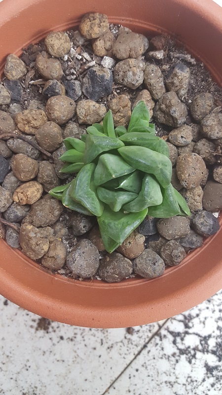 Haworthia Cuspidata