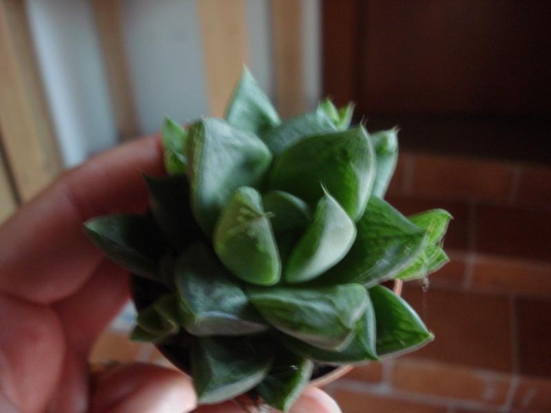Haworthia cymbiformis