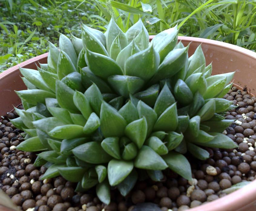 Haworthia cymbiformis