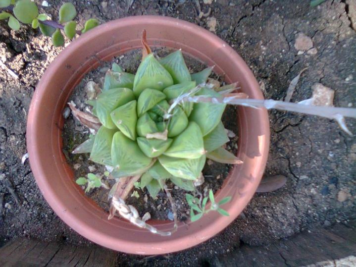 Haworthia cymbiformis