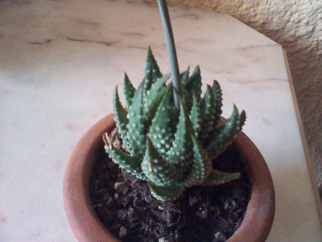 Haworthia Margaritifera