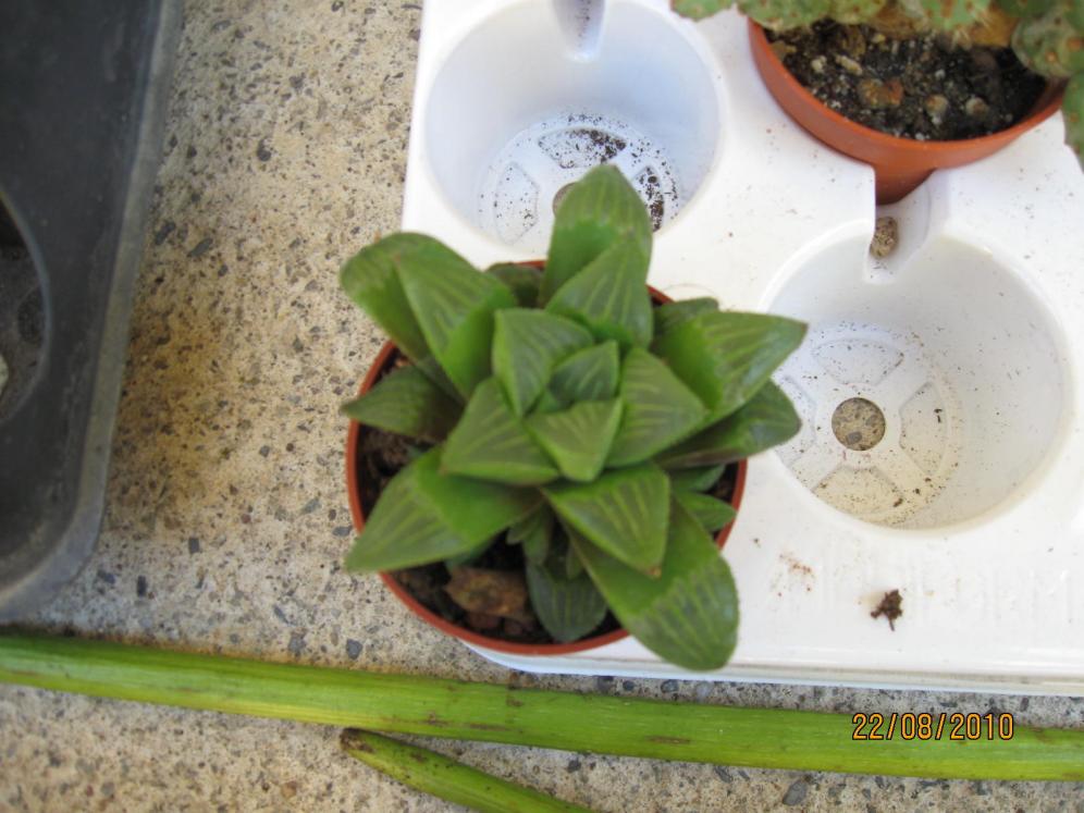 haworthia mirabil