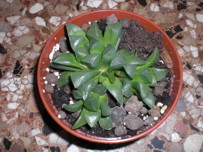 Haworthia mutica