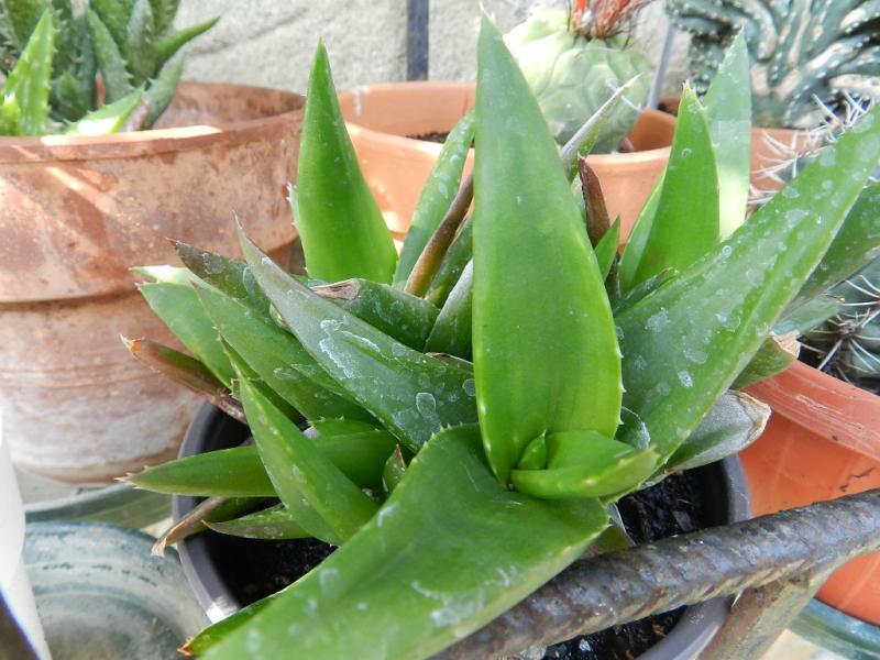 haworthia pentagona