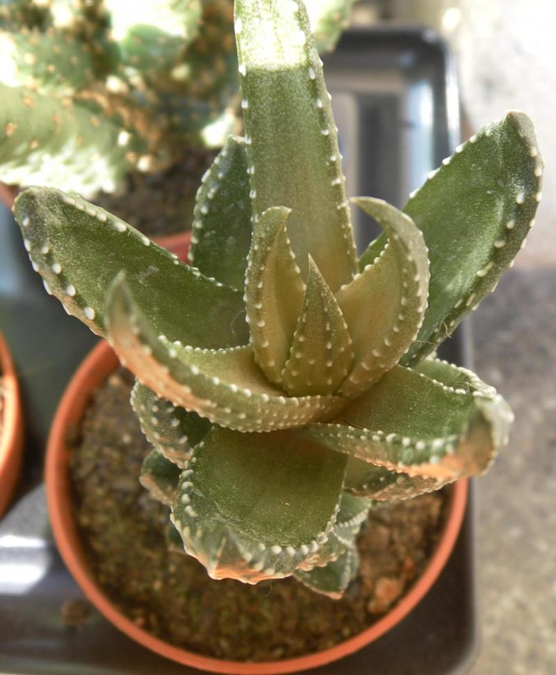 Haworthia reinwardtii