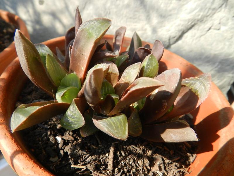 Haworthia retusa