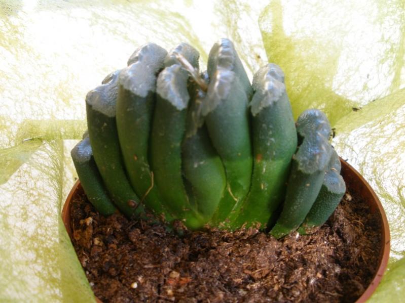 Haworthia truncata