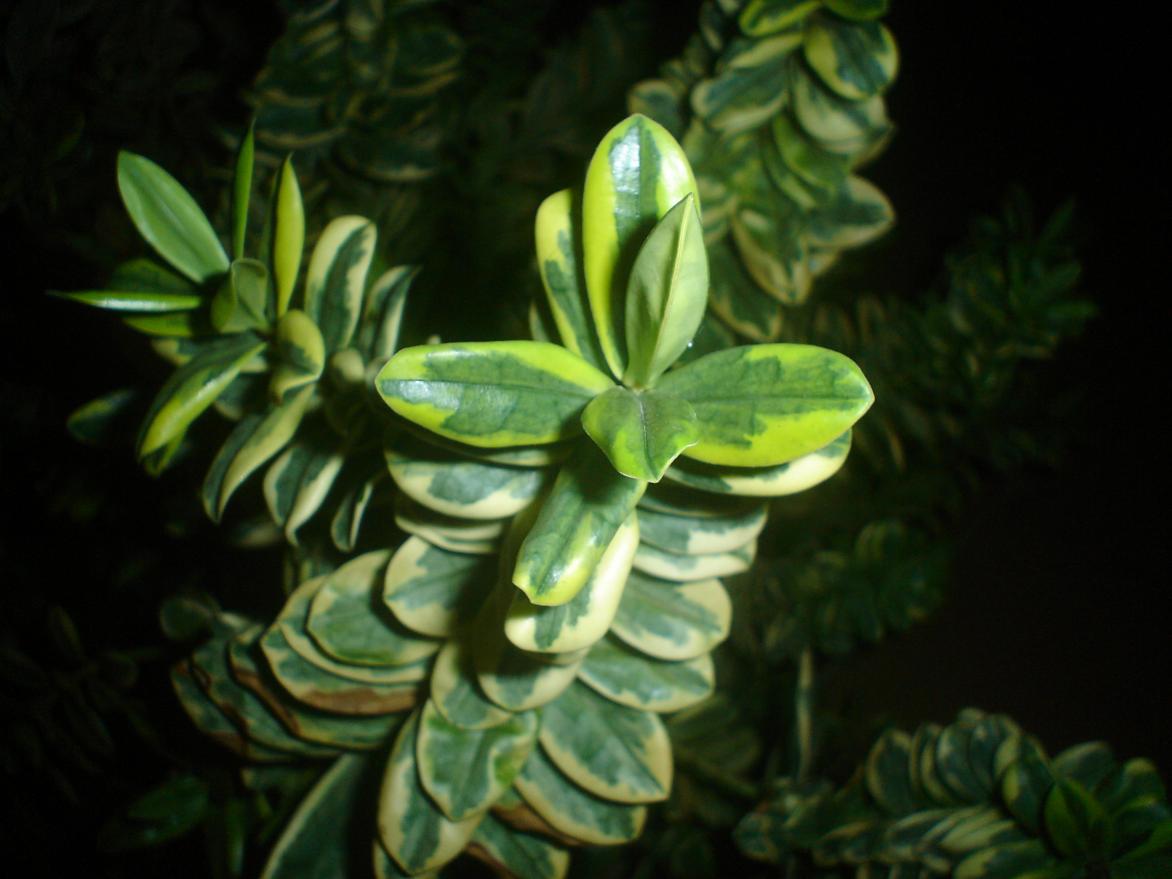Hebe Variegata