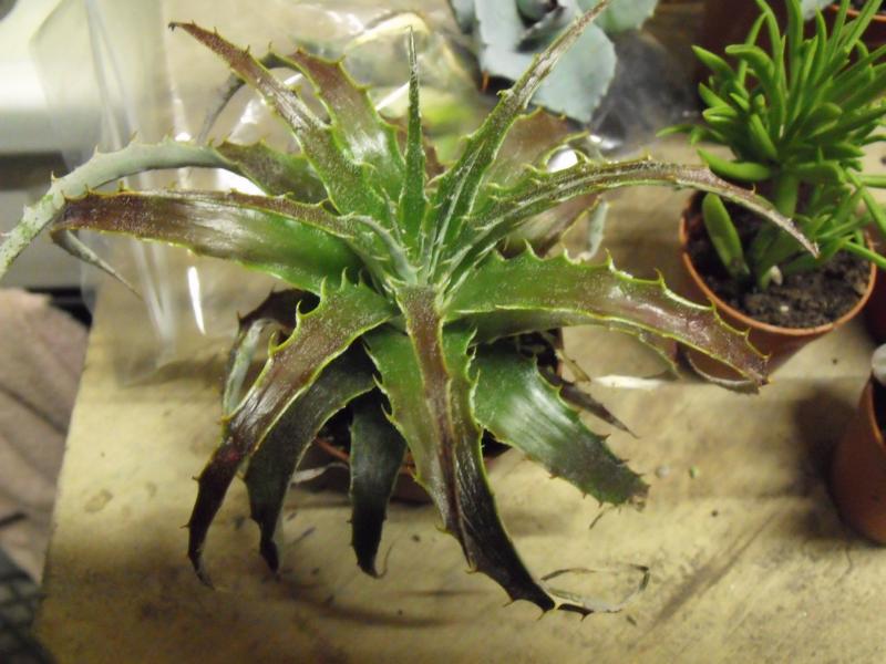 Hechtia J. San Juan