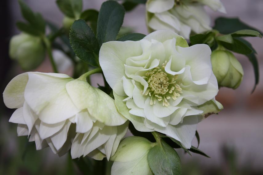 Helleborus Ellen doublewhite