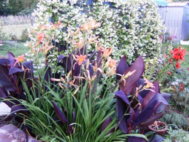 Hemerocallis fulva, Canna indica Wioming e Trachelospermum jasminoides