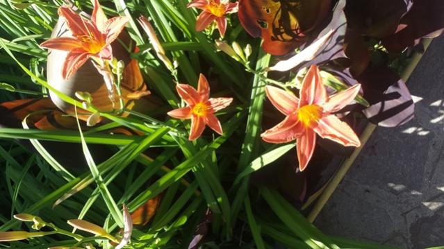 Hemerocallis fulva