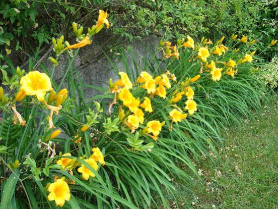 Hemerocallis Gold Botton