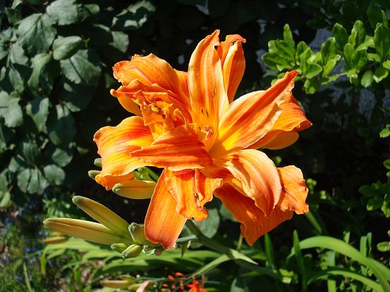 Hemerocallis Kvanso