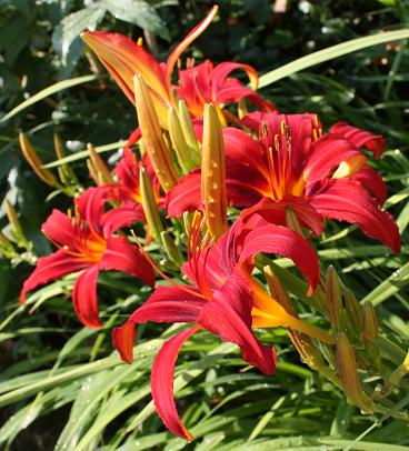 Hemerocallis Pirate