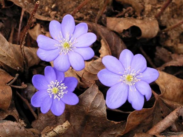 Hepatica nobilis