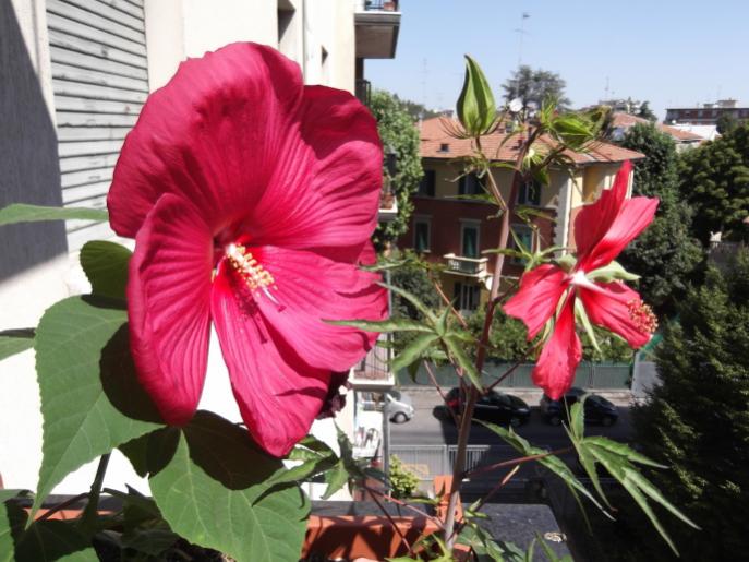 HibisBis